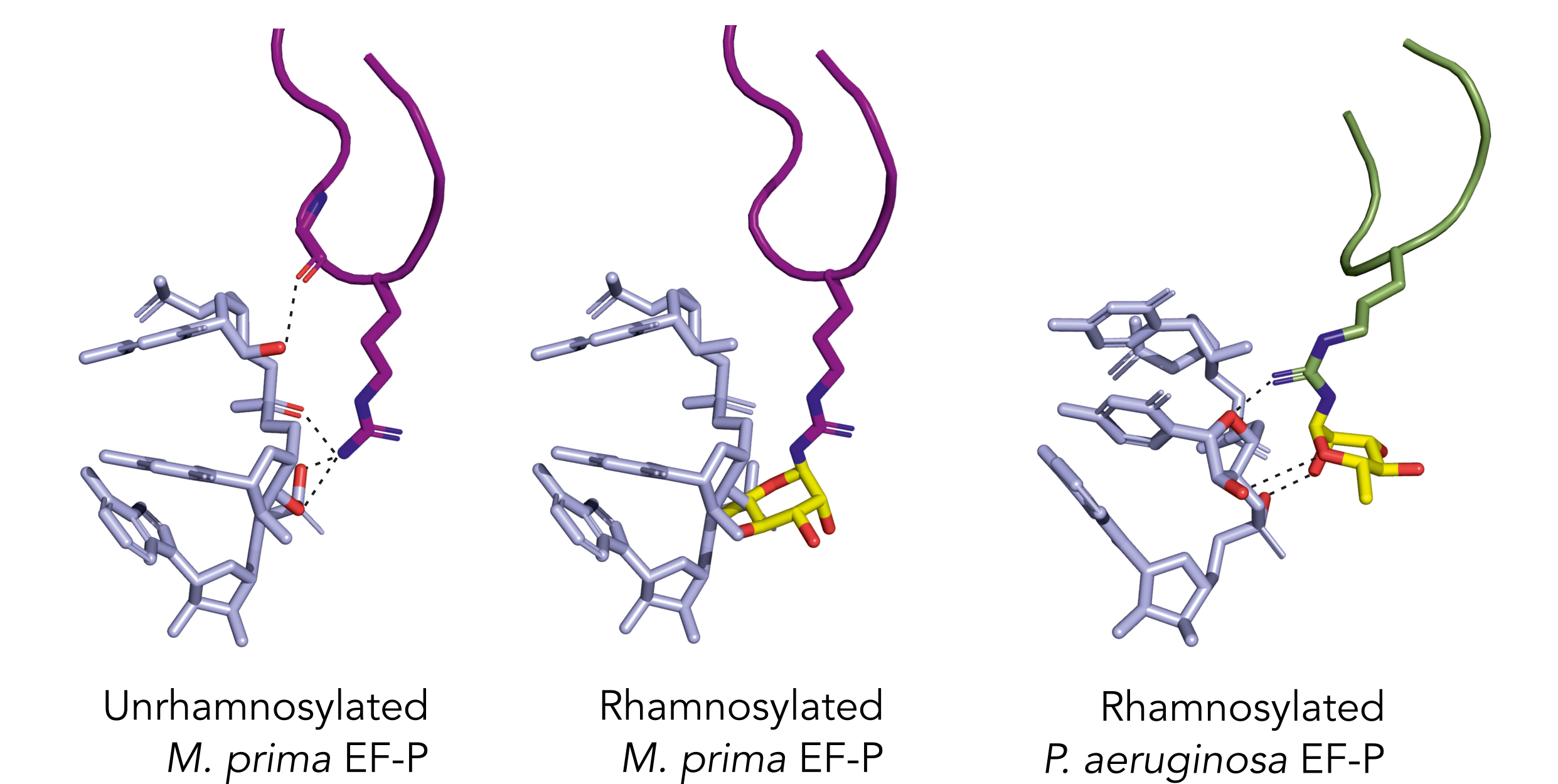 Models suggest that adding a rhamnose to the *M. prima* EF-P disrupts its function. Dashed lines highlight interactions between EF-P and the tRNA; rhamnose (in yellow) abolishes these contacts in *M prima*, unlike in *P. aeruginosa*, which is naturally rhamnosylated.