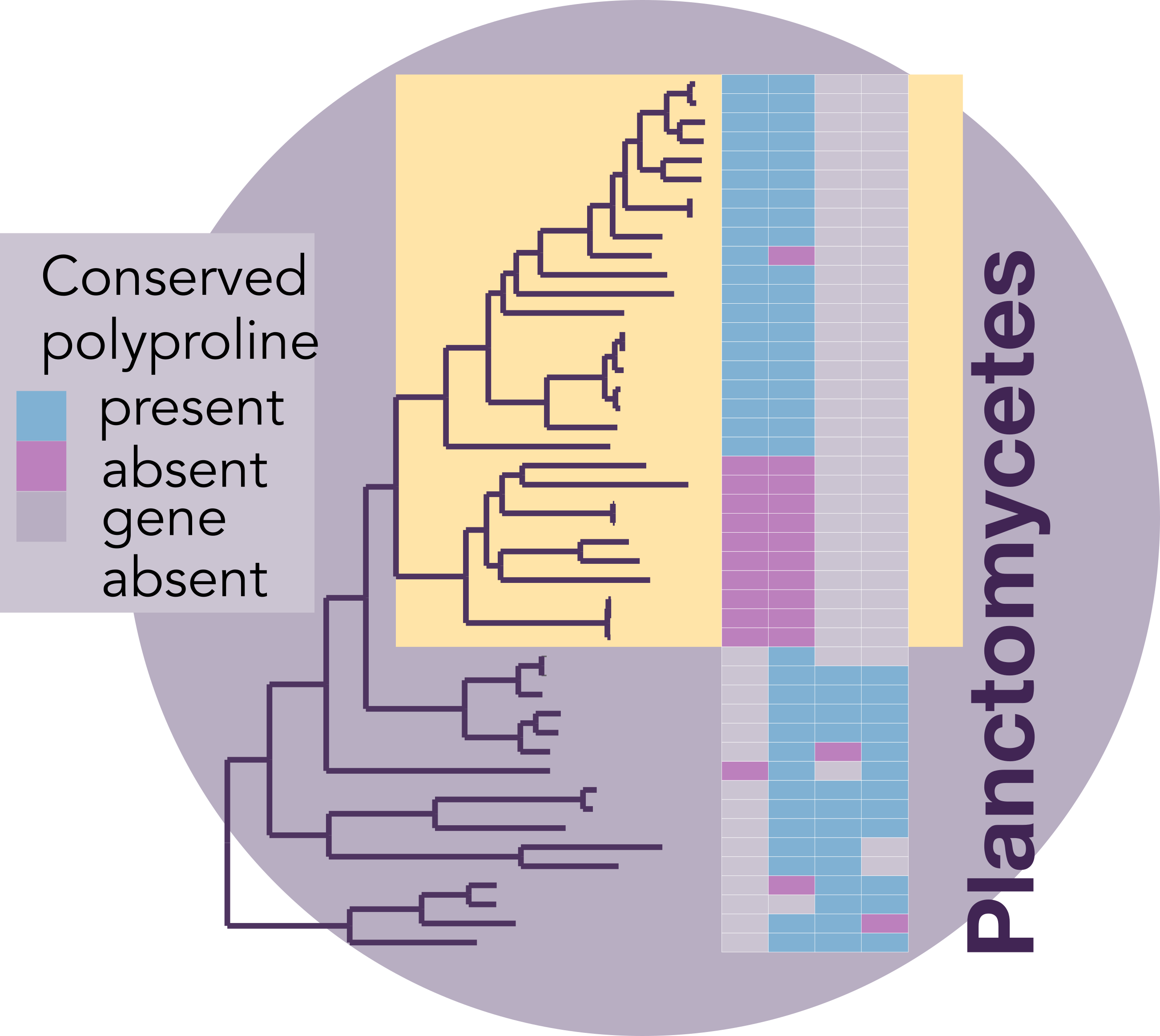 Phylogenetic tree where species with horizontally transferred efp are highlighted in yellow. Each column in the associated heatmap represents a protein where conserved polyproline sequences (purple) or entire proteins (grey) were lost. Proteins in the heatmap from left to right in are: (Planctomycetes) IleS2, ValS, IleS1, Lon and (Thermotogota) YcaJ, FtsH, ClpC, RpoD, TrpB, Lon, PilC, and TreT.