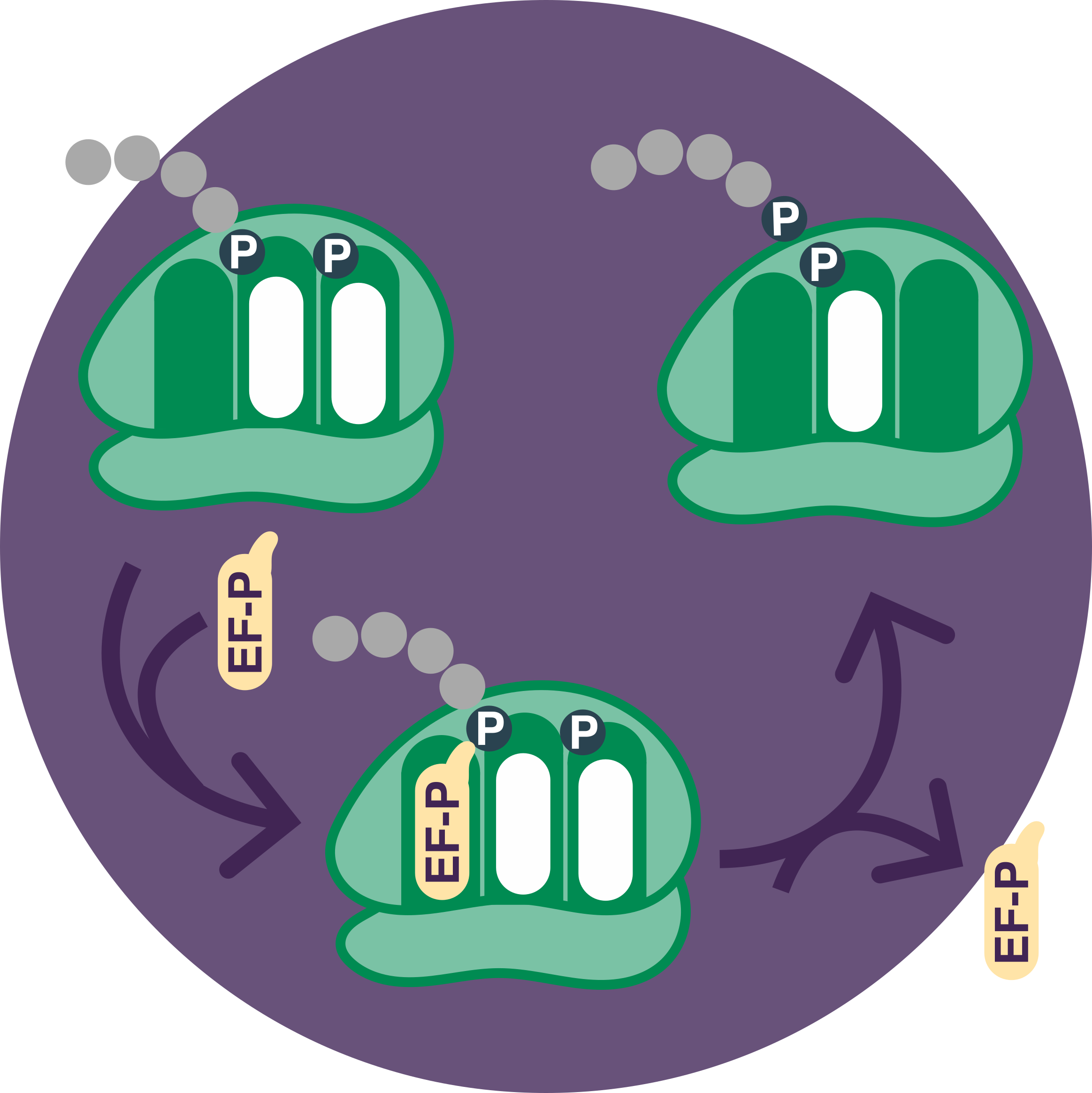 EF-P enters the ribosome and adjusts the position of tRNA to increase the rate of proline-proline bond formation.
