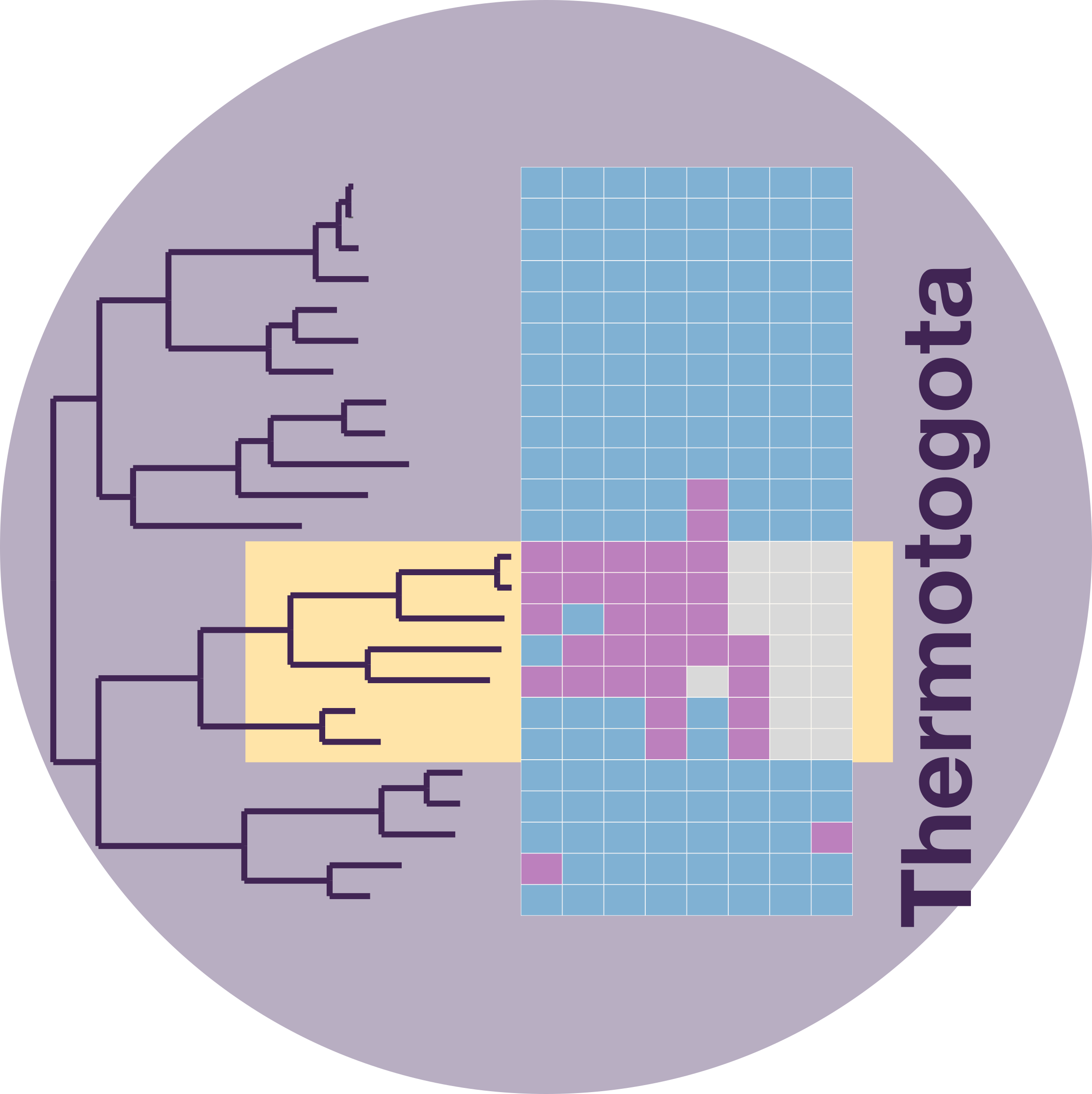 Phylogenetic tree where species with horizontally transferred efp are highlighted in yellow. Each column in the associated heatmap represents a protein where conserved polyproline sequences (purple) or entire proteins (grey) were lost. Proteins in the heatmap from left to right in are: (Planctomycetes) IleS2, ValS, IleS1, Lon and (Thermotogota) YcaJ, FtsH, ClpC, RpoD, TrpB, Lon, PilC, and TreT.