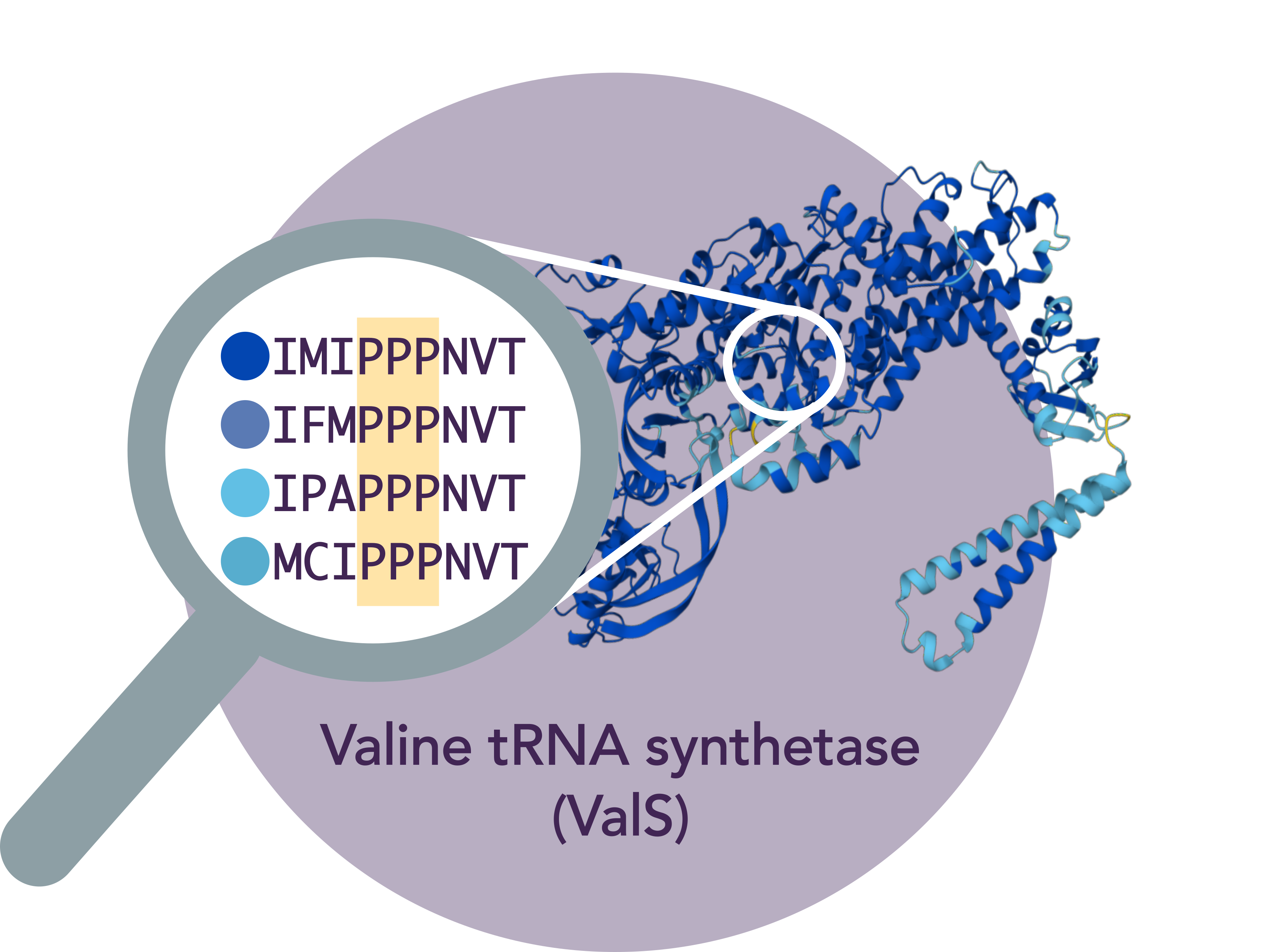 ValS sequences from top to bottom: *E. coli*, *T. thermophilus*, *S. cerevisiae*, *H. sapiens*